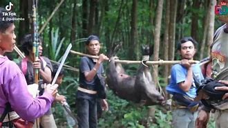 Beruang Menyerang Orang Berburu Babi