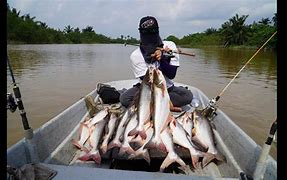 Cara Mancing Ikan Patin Sungai Arus Deras